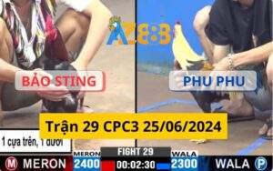 Trận 29 CPC3 25/06/2024 - Gà Bảo Sting Chấp Phu Phu 1 Cựa Trên 1 Cựa Dưới