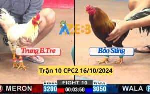 Trận 10 CPC2 Ngày 16/10/2024 Gà Bảo Sting Đá 1 Tay Nước Lụm Lúa