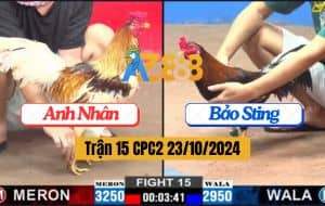 Trận 15 CPC2 Ngày 23/10/2024 Gà Idol Bị Gà Anh Nhân Đá Cúp Cầu Dao
