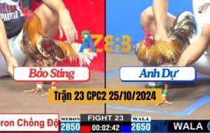 Trận 23 CPC2 Ngày 25/10/2024 - Gà Anh Bảo Sting Chồng Độ Hạ Gà Anh Dự