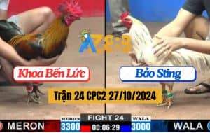 Trận 24 CPC2 Ngày 27/10/2024 Gà Idol Nhẹ Hơn 3 Chấm Đá Đối Thủ Bỏ Chạy