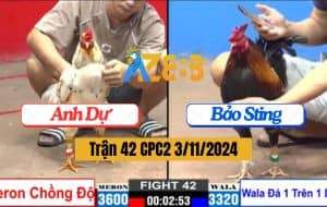 Trận 42 CPC2 Ngày 3/11/2024 Gà Anh Bảo Sting Hạ Đối Thủ Không Kịp Nhìn