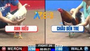 Trận 26 CPC2 4/12/2024 - Gà Anh Châu Đá Gà Anh Hiếu Nằm Sõng Soài