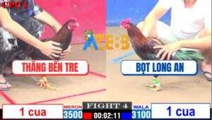 Trận 4 CPC1 7/12/2024 - Gà Anh Thắng Bến Tre Đá Toàn Đâm Mu Lưng