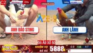 Trận 5 CPC2 13/12/2024 - Ông Hoàng Wala Nằm Bên Meron Thì Xác Định