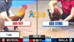 Trận 67 CPC3 8/12/2024 - Gà Anh Bảo Sting Nhẹ Hơn 1 kg Hạ Đẹp Đối Thủ