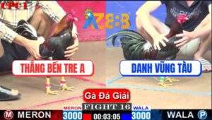 Trận 16 CPC1 18/1/2025 Gà Anh Thắng Có Chân Mai Độ Lội Ngược Dòng Nước