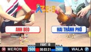 Trận 18 CPC3 21/1/2025 - Gà Anh Beo Đá 1 Bát Gà Anh Hai Không Kịp Ngáp