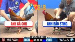 Trận 22 CPC2 22/1/2025 - Anh Bảo Sting Nài Gà Quá Khéo