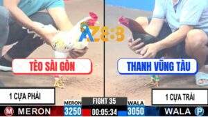 Trận 35 CPC3 8/1/2025 - Gà Anh Tèo Đá Banh Xác Đối Thủ Với 1 Cựa Phải