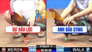 Trận 7 CPC2 5/1/2025 - Gà Điều Anh Bảo Sting 1 Đá Gà Anh Dự Gãy Giò