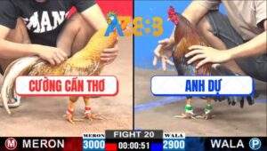 Trận 20 CPC2 7/2/2025 - Gà Cú Anh Bé Knock-Out Gà Điều Anh Dự Quá Đẹp