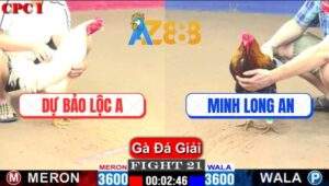 Trận 21 CPC1 22/2/2025 - Gà Úa Anh Dự Đâm Má Minh 3 Chân Lấy 3 Điểm