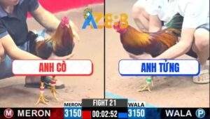 Trận 21 CPC3 23/2/2025 - Gà Chú Khanh Có Chân Mai Độ, Phản Kèo Ăn 1