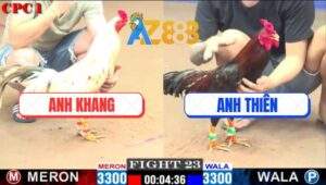 Trận 23 CPC1 17/2/2025 - Điều Hạ Bướm Mâm Trầu Không Dính 1 Tý Bụi