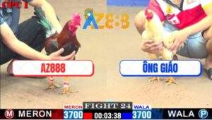 Trận 24 CPC1 25/2/2025 - Ông Thầy Mất Thưởng Khi Bị Xóm Gà AZ Hạ