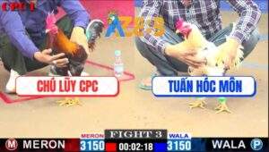 Trận 3 CPC1 22/2/2025 - Bướm Thái Mỹ Của Anh Tuấn Hóc Môn Quá Mai Độ