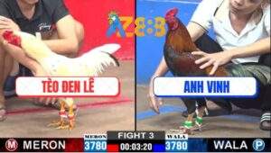 Trận 3 CPC2 21/2/2025 - Gà Anh Tèo Đen Lê Đá Gà Anh Vinh Ra Máu Lỏng