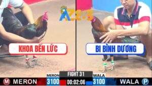 Trận 31 CPC3 23/2/2025 - Điều Tránh Né Đá 1 Chân Que Nằm Đập Cánh