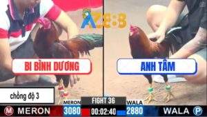 Trận 36 CPC3 23/2/2025 - Chồng Độ Lên 3 Bị Đá Phá Đôi Vẫn Gồng Cứu Chủ