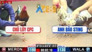 Trận 37 CPC1 22/2/2025 - Anh Bảo Sting Tiếp Tục Hạ Chú Lũy