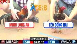 Trận 4 CPC1 24/2/2025 - Gà Má Mính Đá 3 Chân Gà Anh Tèo Chịu Không Nổi