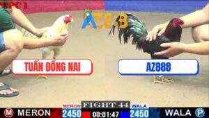 Trận 44 CPC1 17/2/2025 - Xanh Que Xóm Gà AZ Đá Gà Anh Tuấn Không Có Cửa Về