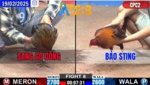 Trận 8 CPC2 19/2/2025 - Gà Que Cọp Anh Sang Hạ Sát Bướm Hiệu Bảo Sting