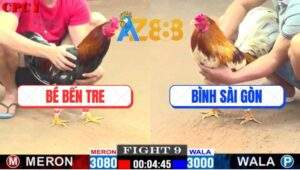 Trận 9 CPC1 25/2/2025 - Camelo Có Chân Trời Đánh Hạ Điều Nhanh Gọn