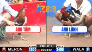 Trận 9 CPC2 28/2/2025 - Gà Điều Anh Lành Nhỏ Mà Đâm Như Giang Hồ