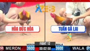 Trận 12 CPC3 3/3/2025 - Gà Anh Tuấn Đá Chân Chí Tử Đối Thủ Té Khỏi Sửa