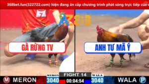 Trận 14 CPC2 14/3/2025 - Anh Tư Mã Ý Phản Kèo Ăn 2, Hạ Gà Rừng TV