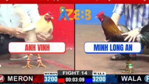 Trận 14 CPC2 2/3/2025 - Gà Má Minh Đá Gà Anh Vinh Không Trượt Phát Nào