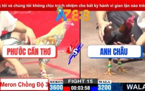 Trận 15 CPC2 9/3/2025 - Gà Cú Cọp Anh Phước Đồng Tháp Chồng Độ Ăn Cái Thứ 3