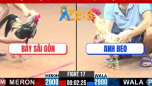 Trận 17 CPC3 3/3/2025 - Gà Bướm Anh Beo Đưa Gà Chuối Anh Bảy Nhập Thổ