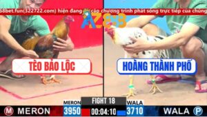 Trận 18 CPC3 4/3/2025 - Gà Vàng Anh Tèo Bảo Lộc Đá Bo Như Búa Bổ