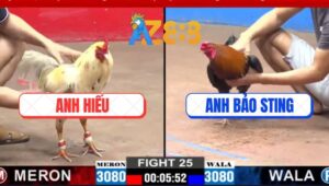 Trận 25 CPC2 2/3/2025 - Gà Anh Bảo Sting Rượt Gà Anh Hiếu Bung Bồ