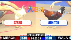 Trận 28 CPC1 13/3/2025 - Gà Anh Ton Có Chân Mai Độ Đá Gãy Giò Gà Xóm Gà AZ