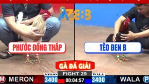 Trận 29 CPC2 2/3/2025 - Gà Bảo Sting Đâm Bại Liệt Gà Anh Phước