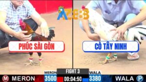 Trận 3 CPC3 1/3/2025 - Gà Điều Anh Phúc Canh Đoạt Mạng Gà Bướm Anh Cò