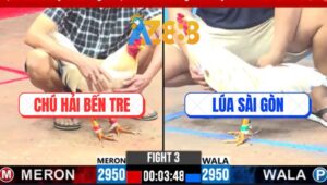 Trận 3 CPC3 4/3/2025 - Gà Bướm Anh Lúa Hạ Gà Úa Chú Hải Nhanh Gọn