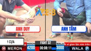 Trận 32 CPC3 14/3/2025 - Gà Anh Tâm Kém 1kg2 Đá Bự Chết Không Kịp Ngáp