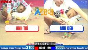 Trận 34 CPC1 20/3/2025 - Gà Bướm Anh Đen Đá Đâm Như Máy