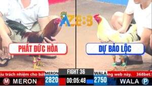 Trận 36 CPC3 19/3/2025 - Điều Anh Phát Xin Nhẹ Cái Giò Gà Bướm Anh Dự