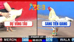 Trận 37 CPC2 5/3/2025 - Gà Anh Sang Nhỏ Mà Có Võ Đâm Bự Chết Tưới