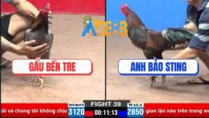 Trận 39 CPC2 30/3/2025 - Gà Anh Bảo Sting Đá 1 Cước Gom Bồ Gần 2 Gậy