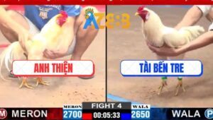 Trận 4 CPC2 5/3/2025 - Gà Úa Anh Thiện Đá Gà Anh Tài Không Dỡ Giò Nổi