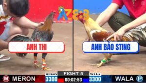 Trận 5 CPC2 2/3/2025 - Gà Anh Thi Đá Gà Camelo Anh Bảo Sting Tốc Chạy