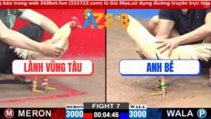 Trận 7 CPC2 2/3/2025 - Gà Úa Anh Lành Đá Gà Bướm Anh Bé Ói Chạy Chết