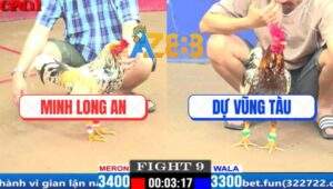 Trận 9 CPC1 20/3/2025 - Xám Bông Anh Dự Đá Chân 1 Gà Má Minh Chạy Chết